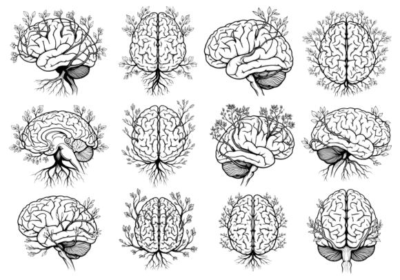 Brain Tree Floral Line Art Clipart Review